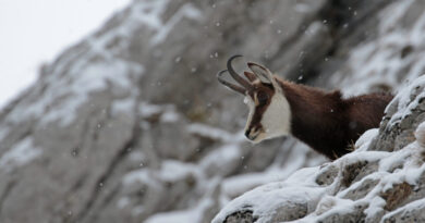 Jar v Tatrách patrí prírode, skialpinistická sezóna sa končí